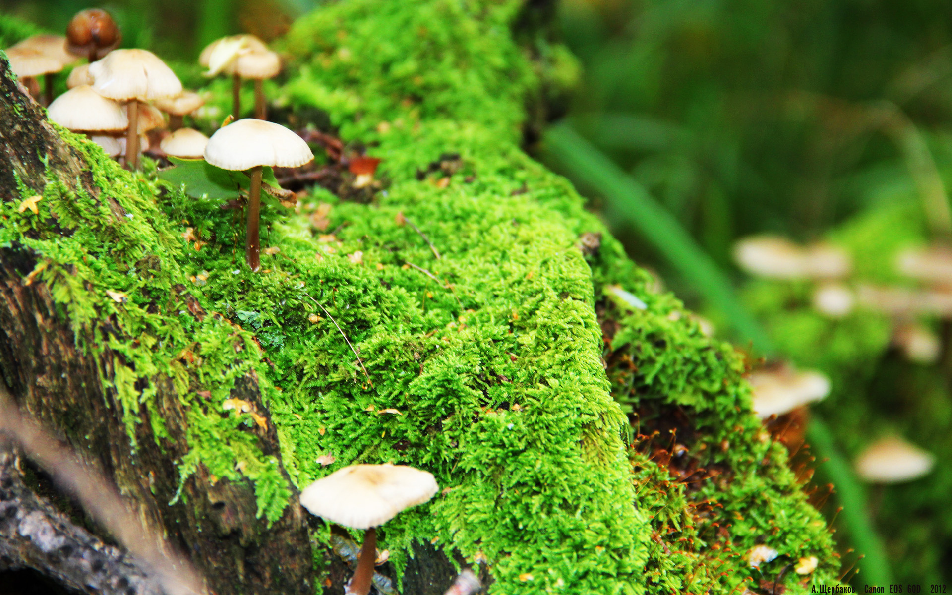 中国女篮赛场表现稳健自信,中国女篮的比赛实况