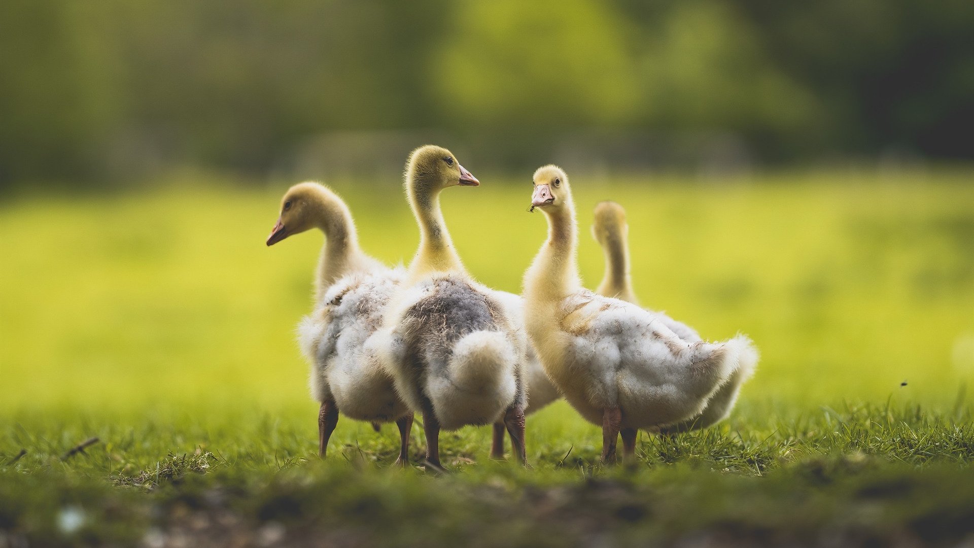 中美蝶泳稳定性评分连续三年提升，蝶泳中国