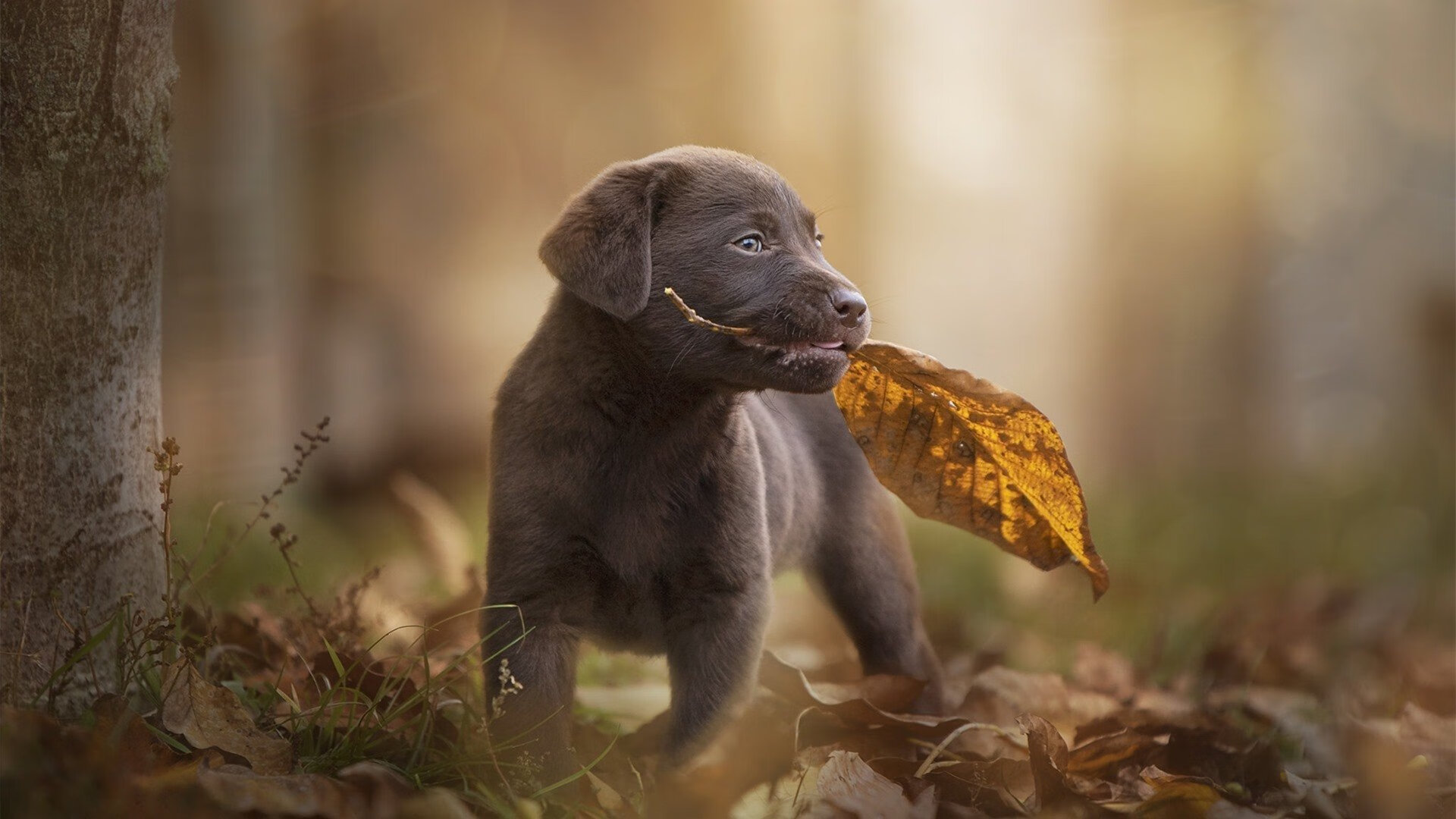 乐鱼体育App下载-“马科斯·梅特罗的坚韧防守，成为阿根廷美洲狮队的坚实后盾”