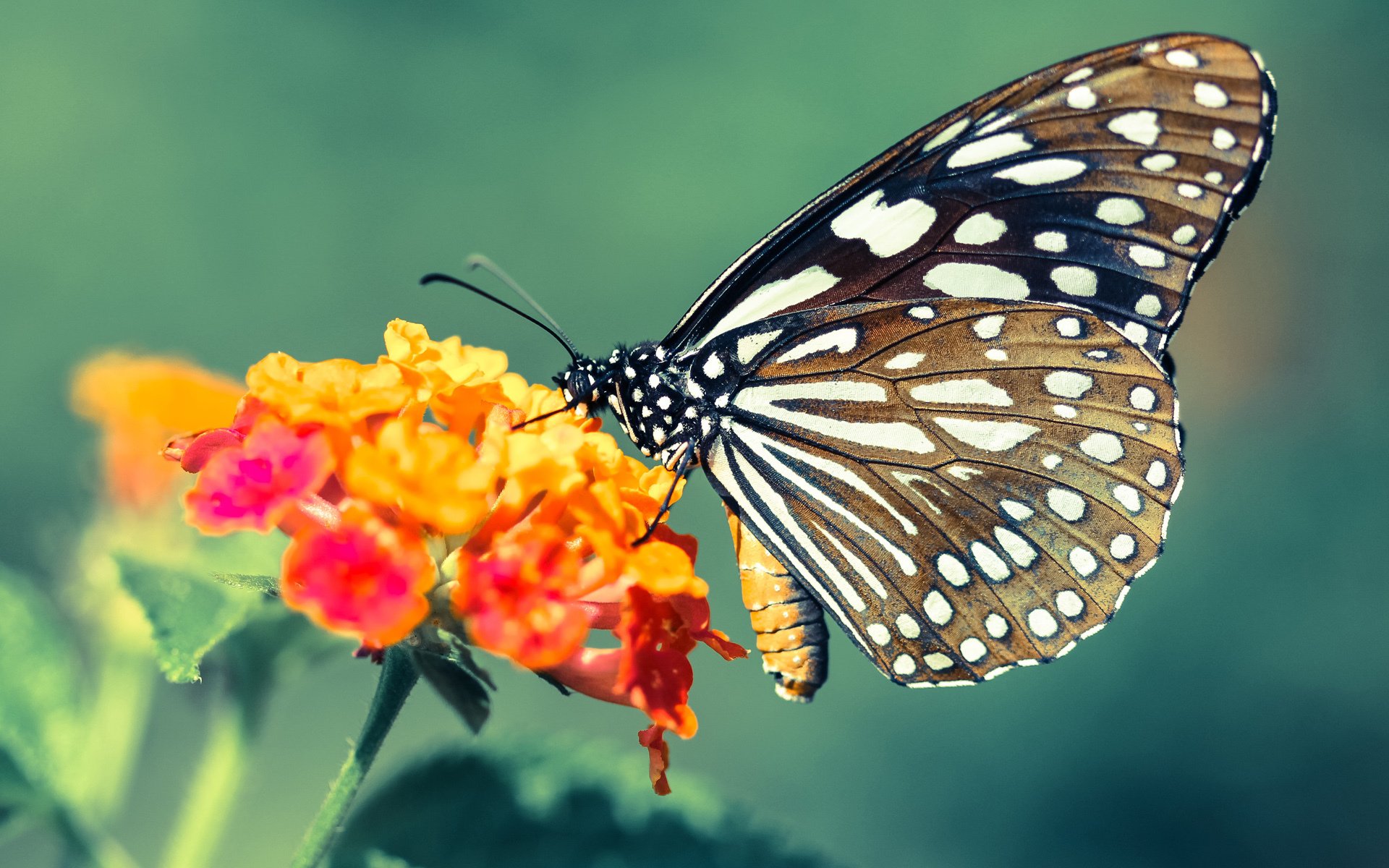 乐鱼app-中学篮球教练团队专业化建设促进教学水平提升，篮球教练的教学理念