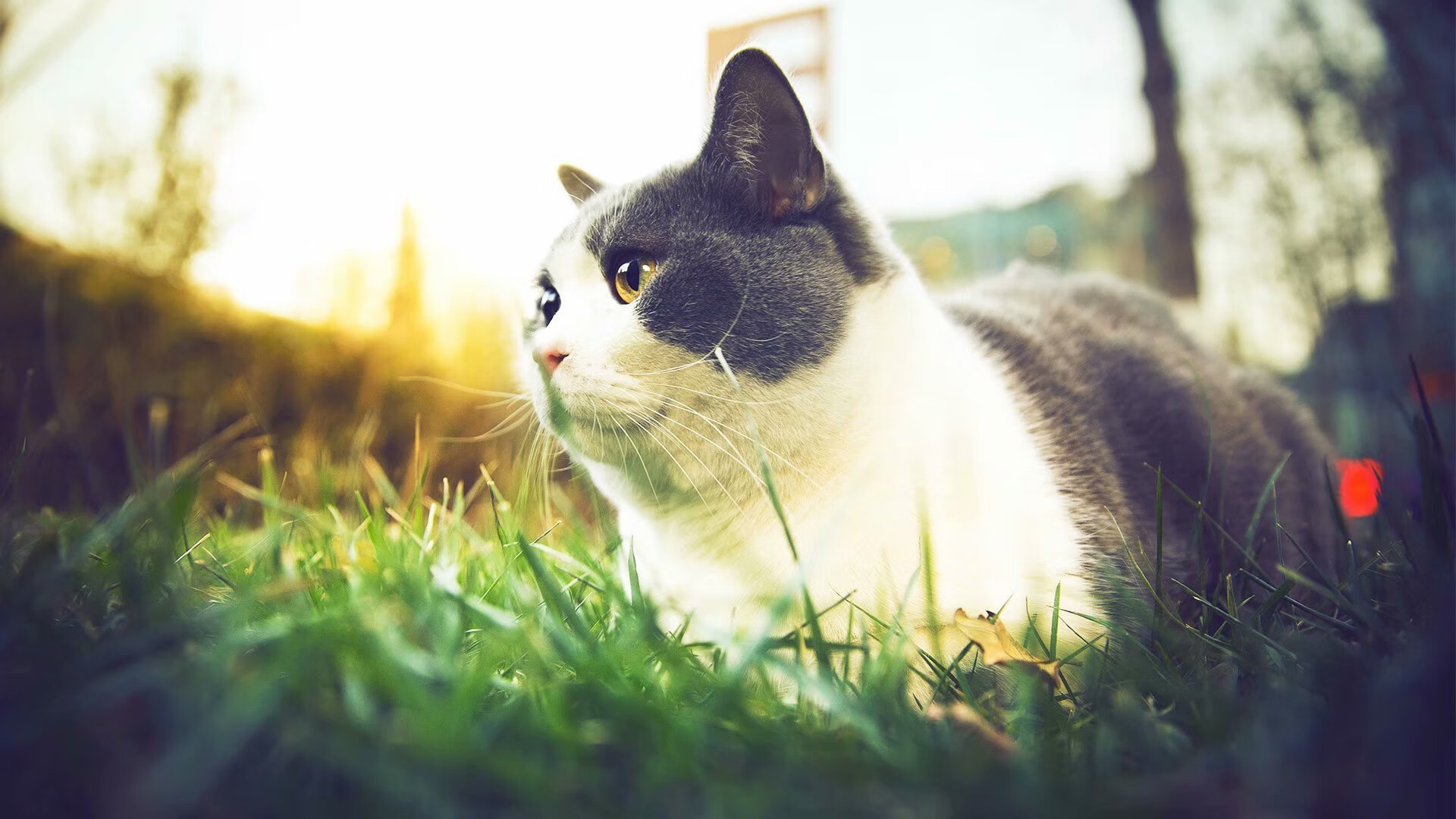 中学篮球教练团队专业化建设促进教学水平提升，篮球教练的教学理念