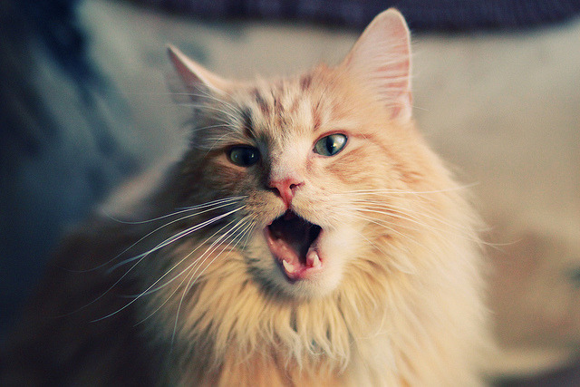 战术风格趋于国际化本土球员适应力大幅提升，球员布置战术